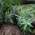 ÜRITUS | Tallinna loomaaed tutvustab laupäeval maailma ohustatuimat pisikiskjat – euroopa naaritsat