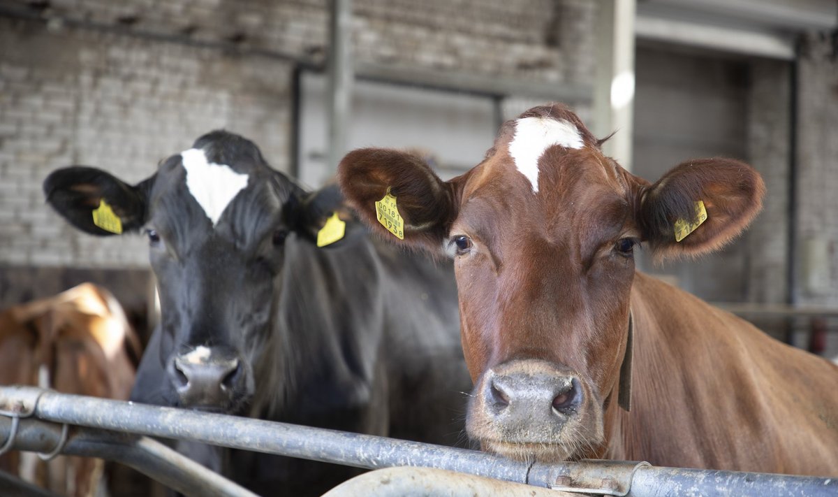 Peagi võivad lehmad hakata kandma nutiseadmeid, mis mõõdavad nende terviseandmeid.