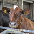 SÜDANTLÕHESTAV VIDEO | Ühel hetkel ta tuleb noaga: farmiloomad tajuvad oma tapmist ette