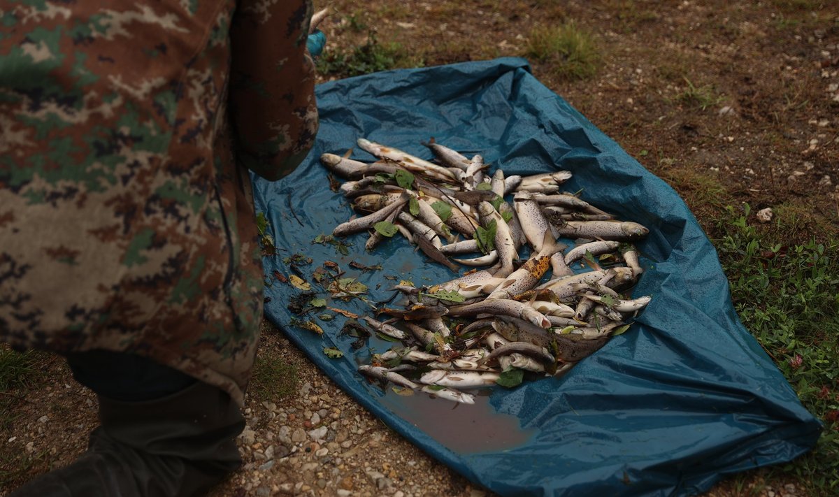 Kalade hukk Umbusi jõel