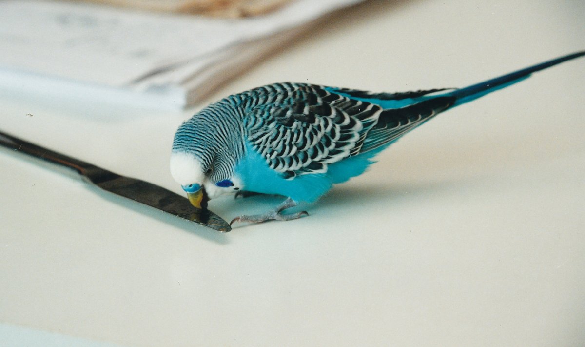Viirpapagoi