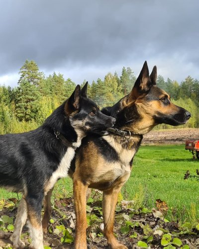 Kadunud koerad: Tyson vasakul ja Diesel.