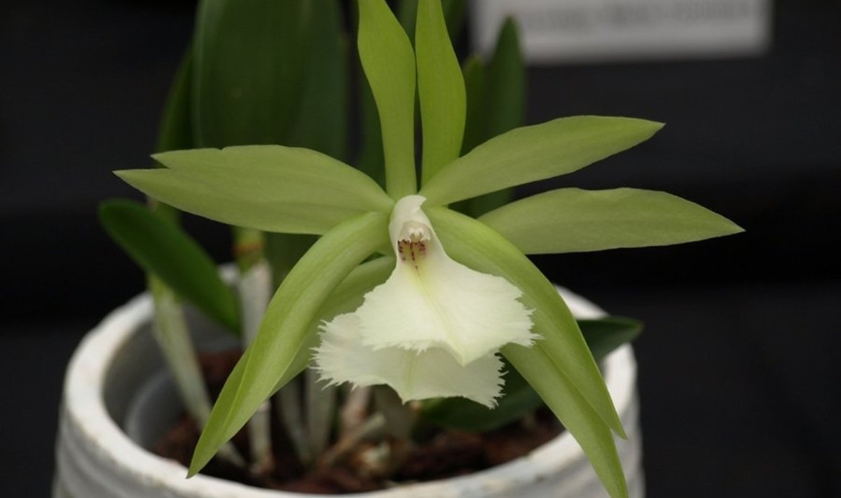 Brassavola Jiminy Cricket - Stina Vool