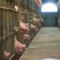 Издание: Раквереский мясокомбинат отказывается от договоров с эстонскими свиноводами