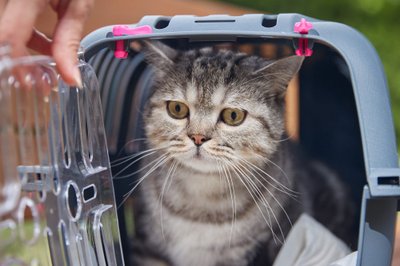Iana kass oli siia saabudes vaktsineeritud, aga vajadusel saavad kõik neljajalgsed põgenikud kaitsesüsti ka Eestis.
