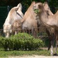 VIDEO | Head rahvusvahelist kaamelipäeva! Tallinna loomaaed selgitab, miks on kõrbelaev inimesele tähtis