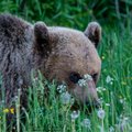 VIDEO JA FOTOD | Metsloomaühingu juhatus kohtus Mäo lähistel karuga silmast silma