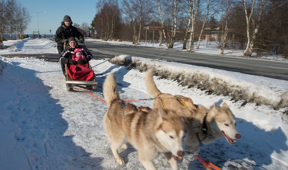 Veokoerad kelgu ees