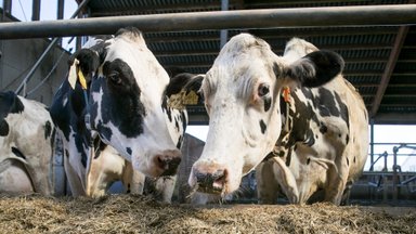 ВИДЕО ETV+ | "Зеркало": фермер забивает коров на глазах детей! Законно ли это?