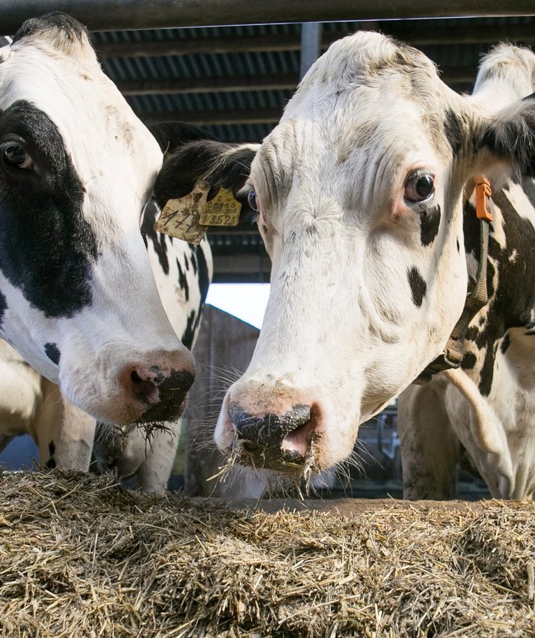 Eestis on suur osa holsteini karja – mullu ulatus nende osatähtsus juba 85 protsendini meie piimalehmade populatsioonist.