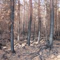 Mets põles. Mida teha allesjäänud söestunud puudega?