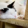 Viis kõige karmimat ja ohtlikumat kasside haigust, mille eest iga omanik oma lemmikut kaitsma peaks