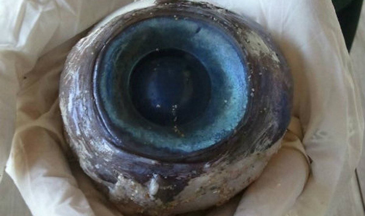 Florida rannalt leitud silmamuna