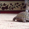 VIDEO | Kassipoja reaktsioon on jalustrabavalt naljakas, kui ta esimest korda elus kilpkonna kohtab!