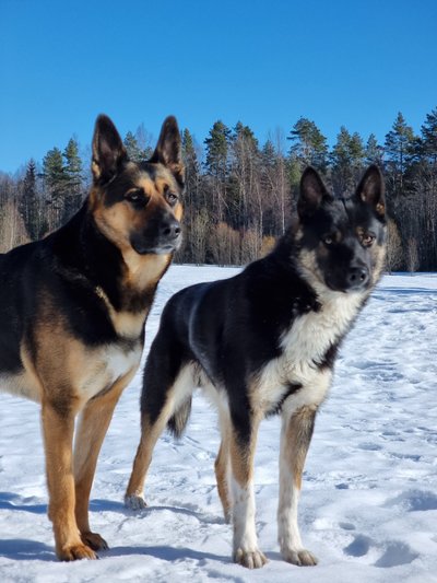 Kadunud koerad: Diesel vasakul ja Tyson.