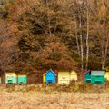 Algaja mesiniku ABC | Kodu olgu kindlus ka mesilastele
