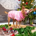 GALERII | Trikikoerad pidasid luksuslikku jõulupidu, Raekoja platsil käis kohal ka jõuluvana