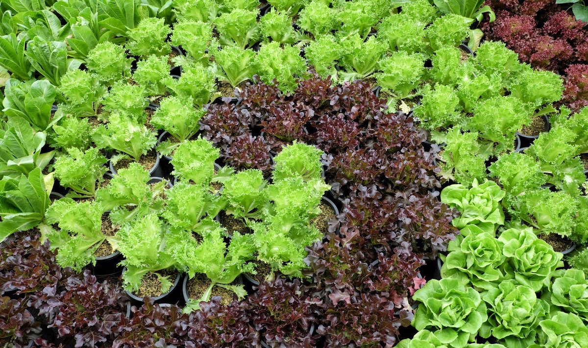 Eri värvi ja kujuga salatitaimedest saab peenrale luua kauneid mustreid.