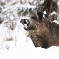 ВИДЕО | Кабанчик из последних сил пробивается через глубокий снег. Суровой зимой эти животные могут погибнуть