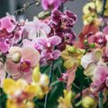 Orhideele võib saatuslikuks saada ülehooldamine — kuidas seda vältida?