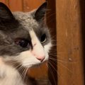 Очередной садист? Хозяева кошек испуганы: животные пропадают или приходят домой травмированными