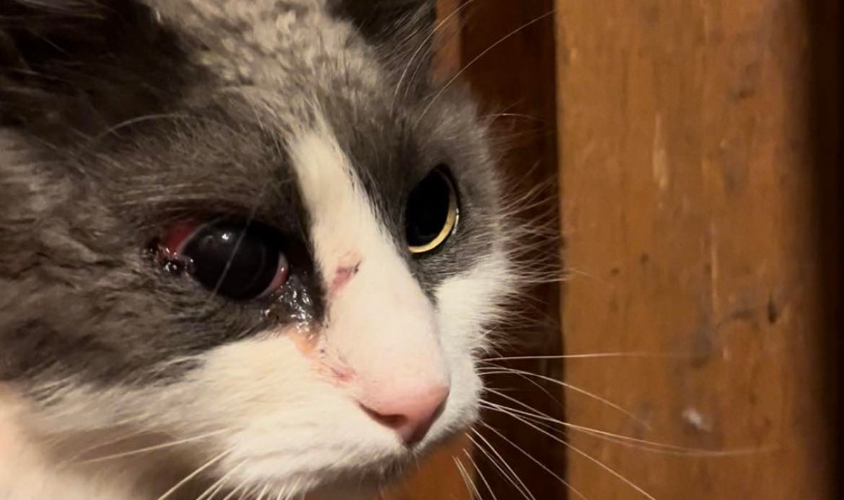Кошка, получившая травму глаза