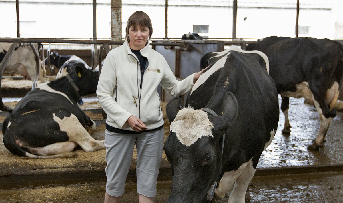 Leia Nõojärv selgitab, et lehmade kõrge piimaanni on taganud oskuslik aretustöö, samuti loomade õige söödaratsioon.