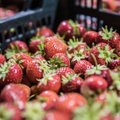 Liidu juht: maasikakasvatajad saavad maksuametilt tavapärasest rohkem päringuid