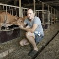 Lehmalüpsist kurnatud Saaremaa mees: ma ei müü oma lehmi, mul hakkas neist kahju!