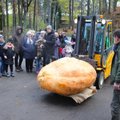 ФОТО | Рекорд в Латвии — самая тяжелая тыква весит 574 кг