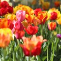 ФОТО | В Пакруойской усадьбе проходит крупнейший в странах Балтии фестиваль весенних цветов