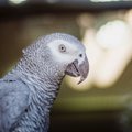 Põlvamaal pani vene keeles luuletav papagoi kodust plehku