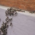 LUGEJA SOOVITAB | Tüütutest sipelgatest kasvuhoones sain lahti just nii
