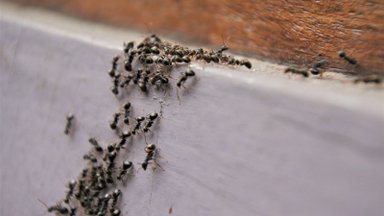 LUGEJA SOOVITAB | Tüütutest sipelgatest kasvuhoones sain lahti just nii