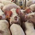 Itaalia maffiaboss söödeti elusalt sigadele
