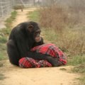 Ahv ei ole mänguasi! Lemmikloomadena peetavad šimpansid kannatavad inimestele omaste psüühikahäirete käes