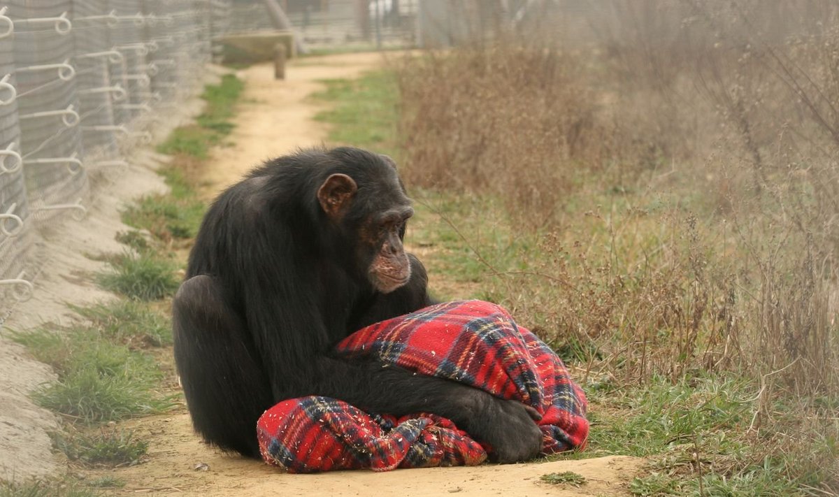 Šimpans Victor tekiga, millest ta enam ei loobu
