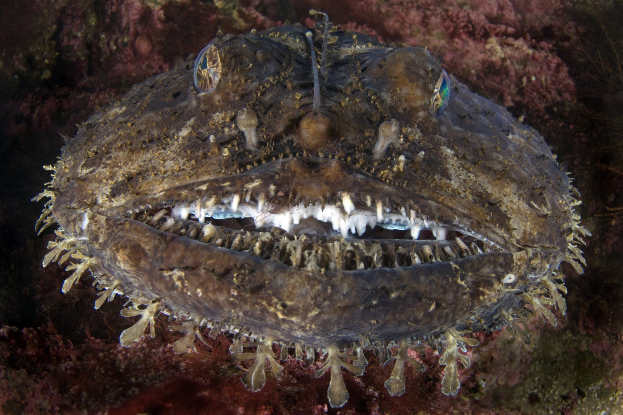 Lophius piscatorius. Lophius brachysomus. Самые страшные морские чудовища. Морские чудовища реальные. Чудище морское 8