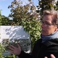 VIDEO | Ameerika tippteadlane käis Eestis linnaaiandust uurimas: omakasvatatud toit aitab ka ülekaalulisuse vastu