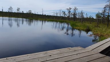 ВИДЕО | Почему в Эстонии популярны походы через болота? Путешествие видеоблогера в Виру