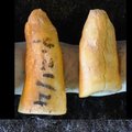 "Piinamismeetod" jääajast ehk vanim hambaplomm pandi suhu juba 13 000 aastat tagasi