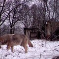 В Харьюмаа пристрелили волка и волчицу, пытавшихся загрызть сторожевого пса