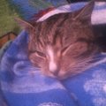 Tõenäoliselt vägivalla ohvriks langenud kass leiti apaatsena Kiisa elaniku koduaiast: pojad oli ta juba kaotanud