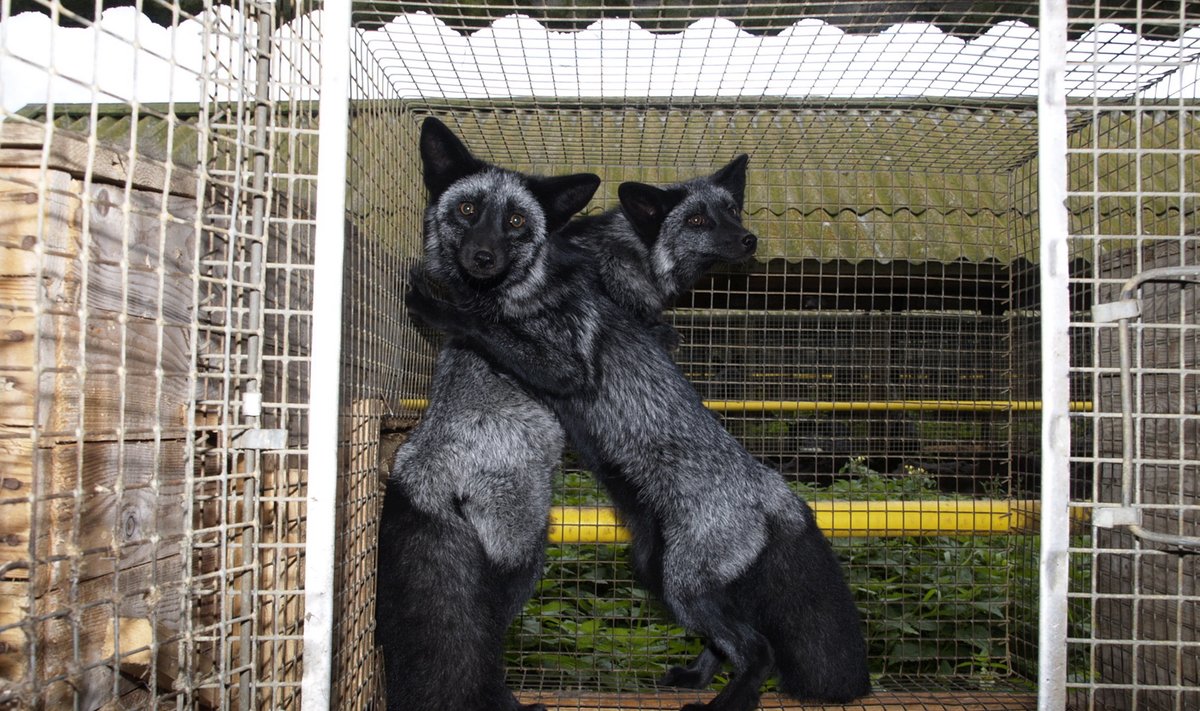 Minkide asemel hakkab OÜ Nuckö Farm esialgu kasvatama sini- ja hõberebaseid. 