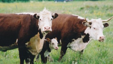 Kui eetiline on eraldada piimakarja vasikad lehmadest kohe pärast sündi? Teadlased: saab ka teisiti, kui nõustume kallima piimaga