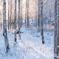 Soome sünnipäev toob rambivalgusesse soomlaste lemmiksümbolid