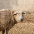 Департамент изъял у владельца 10 овец: „Это было неизбежно“