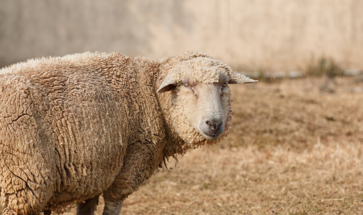 Изображенная на фото овца не имеет отношения к описываемым событиям.