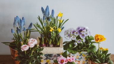 Как правильно выбрать цветочный горшок? Советы специалистов