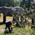 LUGEJA VIDEO | Tallinna loomaaias mängivad elevandid palli